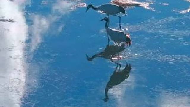 嘿，我是黑颈鹤，知道我们的栖息地都是怎样的嘛