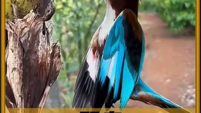 翠鸟为什么会卡在树上！ #内容启发搜索