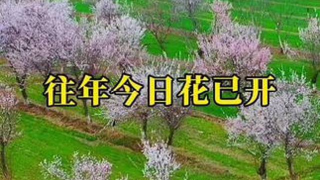 往年今日花已开#阳春三月春暖花开 #治愈系风景 #春暖花开