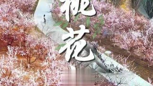 春日花开播报！接下来的太原是粉色的！#山西#山西太原#花开了#晋阳湖公园#桃花