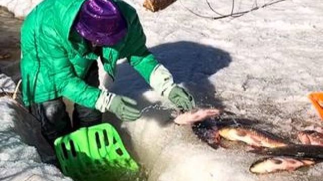 #户外捕鱼 #好多鱼