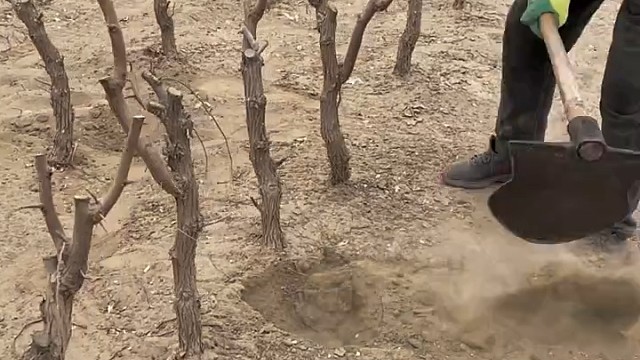 树头多大，树根多大，这样树很好抛