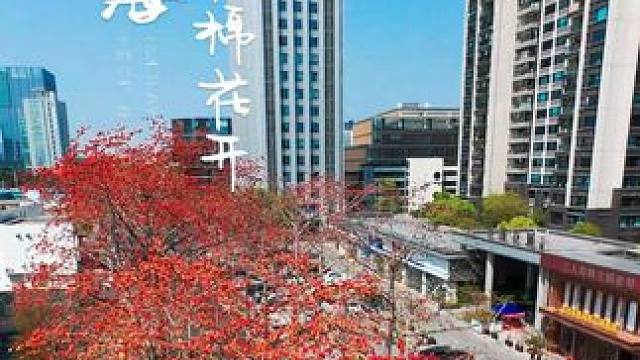 木棉花儿开 #阳春三月春暖花开