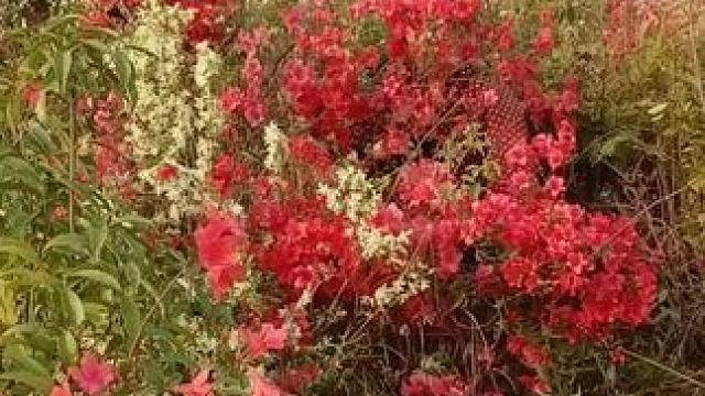 山卡卡里的农村大姐学费了开直播每天收获满满您还在恐播怕播不敢开播开播了不知说什么吗#记录真实生活 #