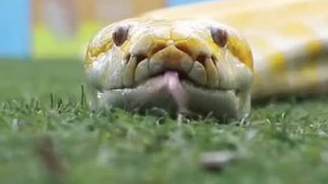 #黄金蟒 #爬行动物 #凶猛动物