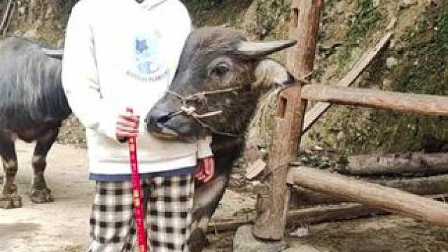 #记录我的乡村生活 #田园生活 #放牛的生活