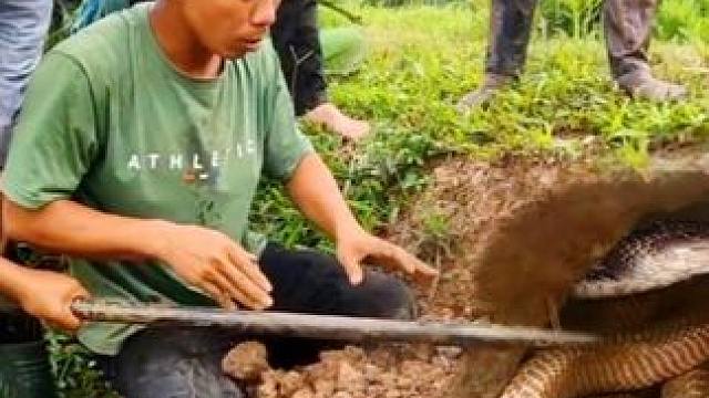 越南四名男子作死，跑到野外挖土洞，最后竟捉到几十条毒蛇！ 