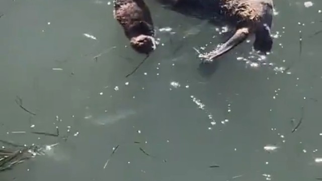 都是带娃为什么海獭带的那么惬意…