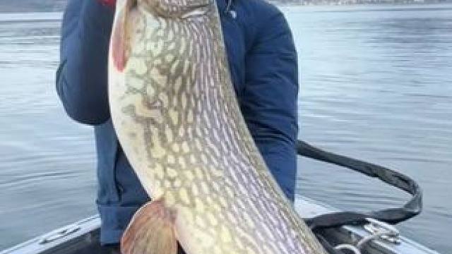 大狗鱼 #国外视频分享 #好大一条鱼 #钓鱼的乐趣只有钓鱼人懂