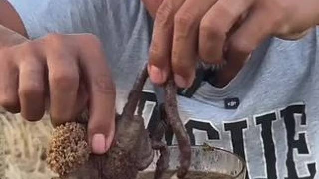 泰国大补美食 #我的农村生活 #农村美食记录生活 #舌尖上的味道 #把家乡的味道分享给大家 #平淡治