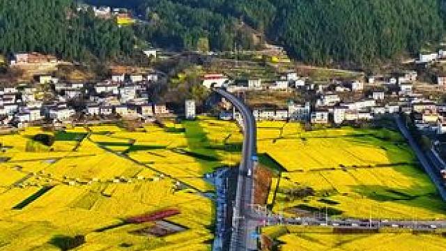 广元的油菜花海已经进入最佳观赏期，趁天好出发吧！#万亩油菜花织就田园画卷 #春来广元#千村万象乡影广