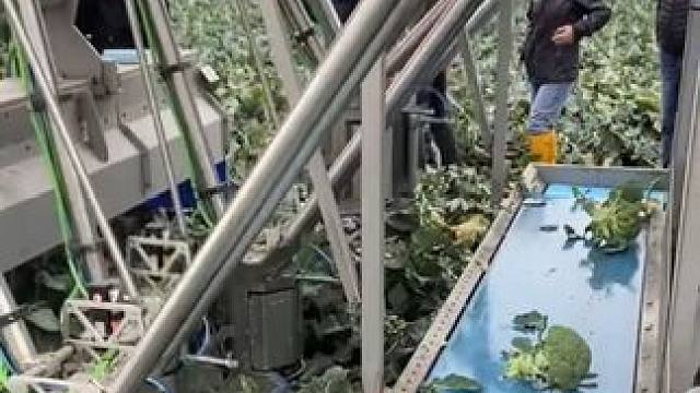 令人惊叹的现代化农业发展！ #农业种植 #现代农业 #蔬菜种植 #助力三农 #神奇的闲鱼