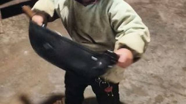 大双挺勤快的。 #内容启发搜索 #爱劳动的小朋友