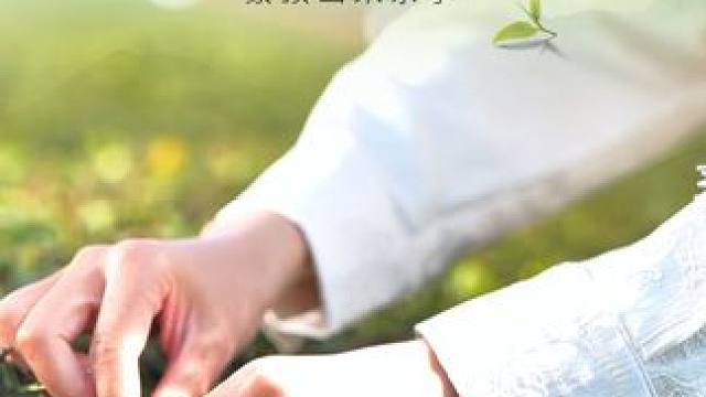 #蒙顶山茶 #徒步 #很哇塞的周末