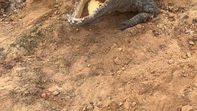 好久不见 犟种#非专业人士请勿模仿