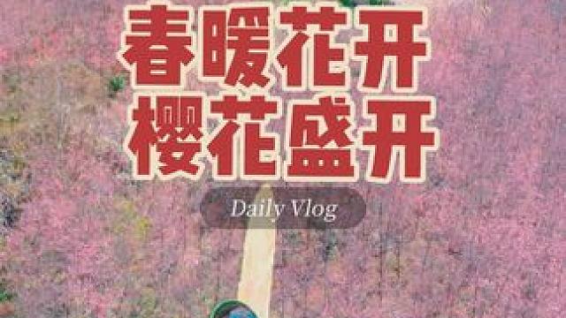 东山的樱花又开了，这次我骑着飞剑去看 #樱花 #花开 #春暖花开奔你而来 #春日赏花 #治愈系风景