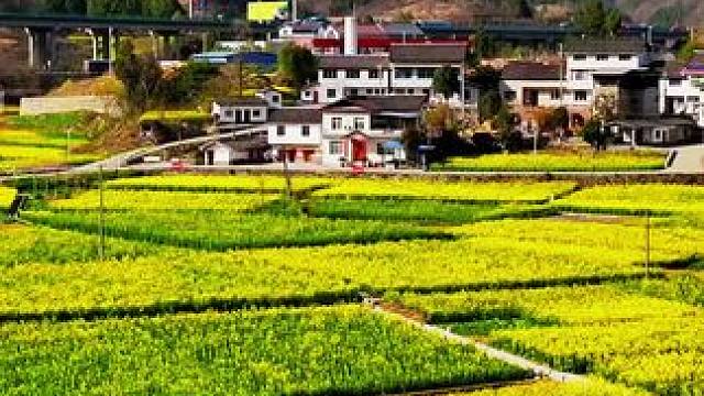 新农村油菜花里的春天#千村万象乡影广元#家乡的油菜花 #奔向开满油菜花的春天 #田园风光 #是时候去