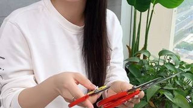 3把红黄剪刀 #剪刀 #家用剪刀 #剪刀三件套 #实用好物分享 #好物推荐