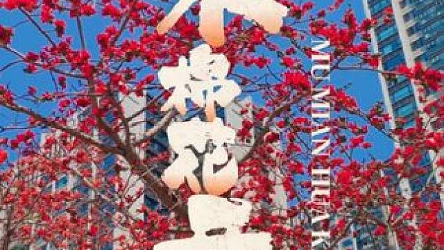 木棉花开，错过就要再等一年 