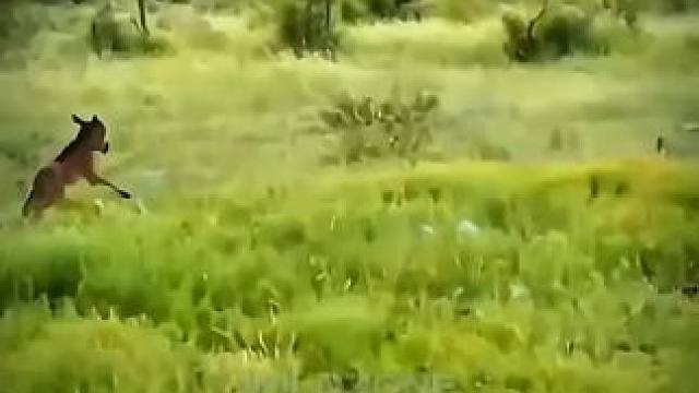 有时候狮子的想法真的猜不透 #狮子 #雄狮