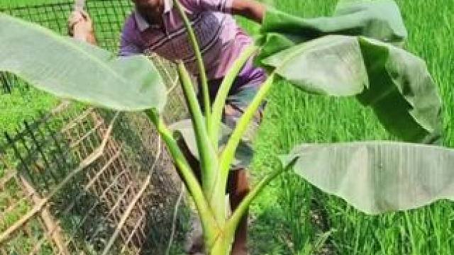 这位大哥有点坏#农村生活 #这操作也是没谁了