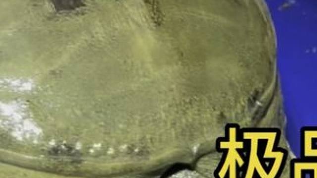 江汉平原甲鱼就是多，又上货一个极品黑花甲鱼，这怎么吃得完呀？ #户外 #我的乡村生活 #农村生活 