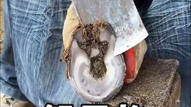 解压的修剪过程，专业驴蹄修理#解压 #解压视频 #驴蹄 #修驴蹄 #养殖