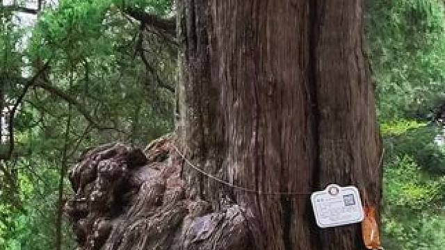 龙源古道上的千年古柏，老祖宗留下来的文化遗产，保护古柏人人有责#寻找农村美景古迹 #剑阁是个好地方#