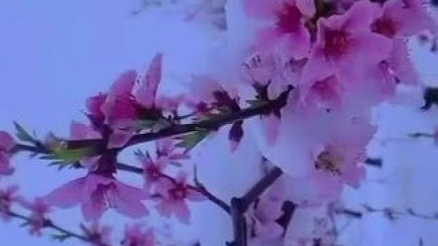 #当春雪遇上盛开的花 #三月的雪