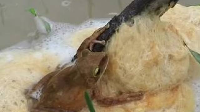 东南亚 特色美食 #我的农村生活 #春江水暖鸭先知 #野生动物零距离 #舌尖上的味道 #农村美食记录