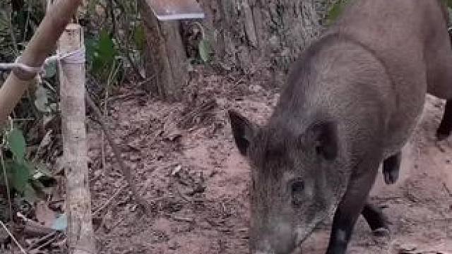 野生动物零距离 #野生动物零距离
