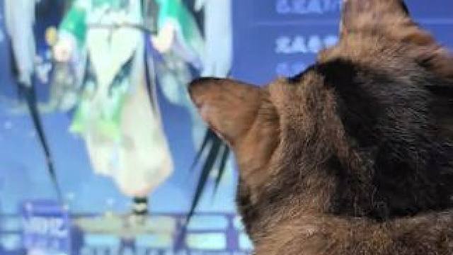 哈基米居然对大天狗上手了 #阴阳师 #我们一起玩过的阴阳师 #记录猫咪日常