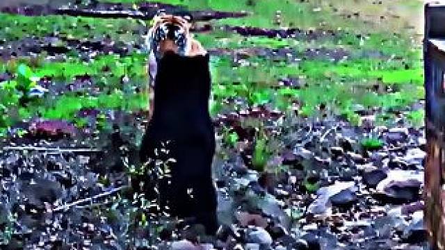 有时候气势很重要#猛兽 #动物世界 #老虎