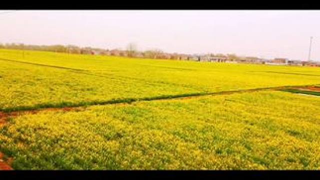 #美丽的油菜花 ！家乡美