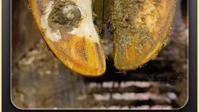 牛蹄又又又一次扎进了钉子里 #解压 #修蹄 #助眠 #强迫症 #极度舒适