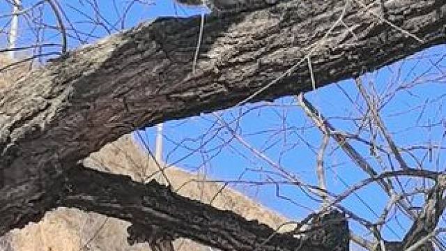 猫猫到底在想什么#拍戏现场欢乐多 #我镜头下的小猫