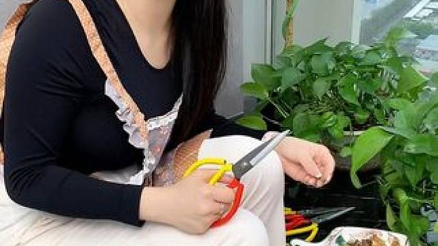 3把红黄剪刀家用##3把红黄剪刀 #家用剪刀 #园艺剪刀推荐 #手工剪刀