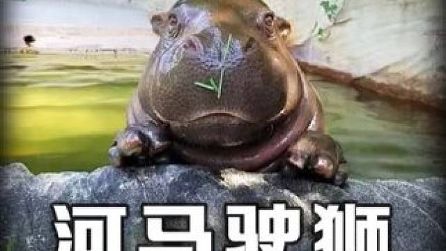 河马：水陆两不栖，一身敏感肌 #一代人有一代人的动物世界 #动物世界 #动物解说 #河马 #动物世界