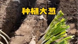 原來種大蔥是這樣操作的啊