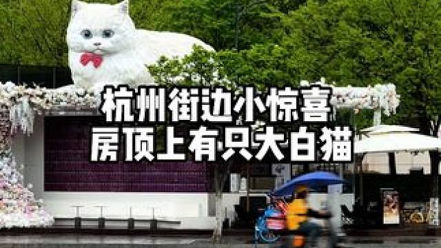 杭州街边总有惊喜，抬头看见一只大猫！#杭州 #网红打卡地