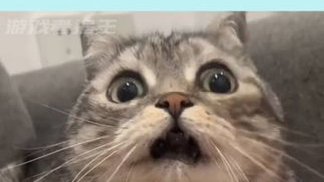 动物可太动物了 #深度 #绘本 #外国