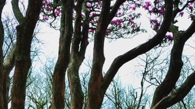 春风来信 花开有期，所有的美好都已经在路上，旺苍光头山的百年古杜鹃花开时美如画。#上热门 #千村万象