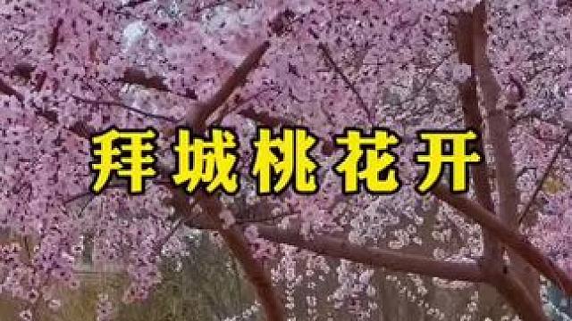 又是三月春风起，期待桃花处处浓。#旅行 #新疆 #阳春三月春暖花开 #治愈系风景