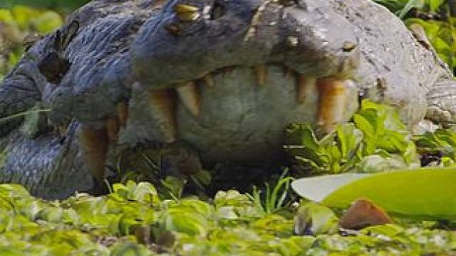 旱季中求生的沼泽鳄，一口一头小斑鹿#动物世界 #纪录片 #野生动物 #内容启发搜索