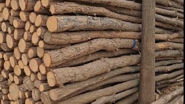 这是柴主，谁还有这么个柴落