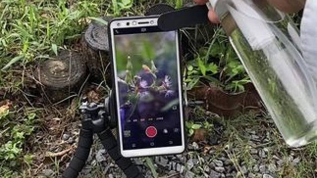 教你一招拍小花小草，简单高级又唯美。#手机摄影 #拍摄技巧 #微距摄影 #清明时节雨纷纷 #治愈系