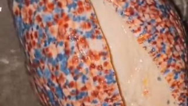 收获两只大涡螺 #国外视频分享 #海洋生物 #赶海