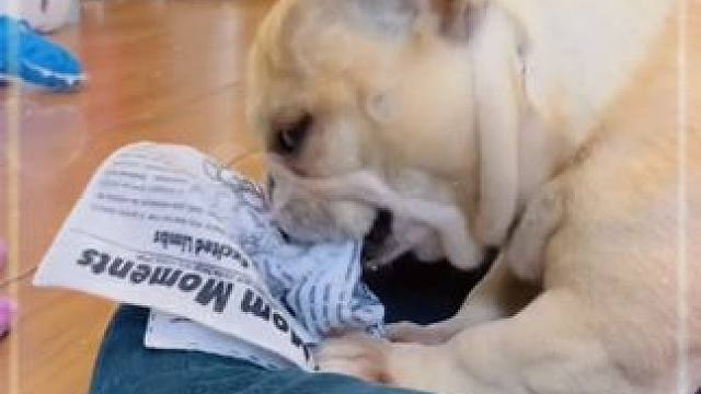 小狗也不想拆家呀，它只是太无聊了，快给它安排这个撕不烂的报纸，能让它越玩越上头#宠物玩具  #萌宠好