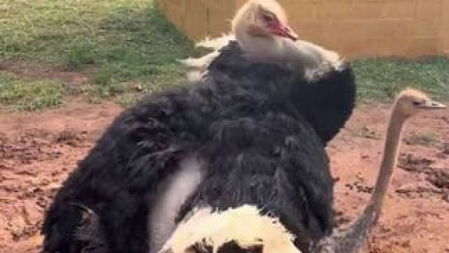 摇头晃脑的鸵鸟 #国外视频分享 #宠物 #鸵鸟养殖