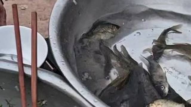 越南鱼生 #我的乡村生活 #乡村美食 #农场生活 #家乡特色 #越南美食